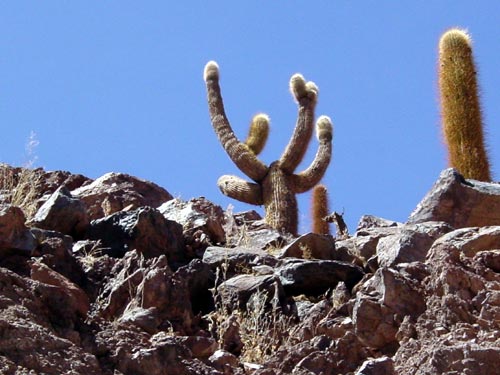 24CACTUS