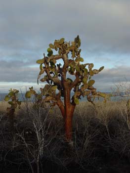 CACTUSMULTICENTENAIRE