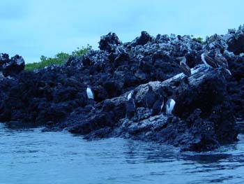 NOSPREMIERSPINGOUINSENLIBERTE
